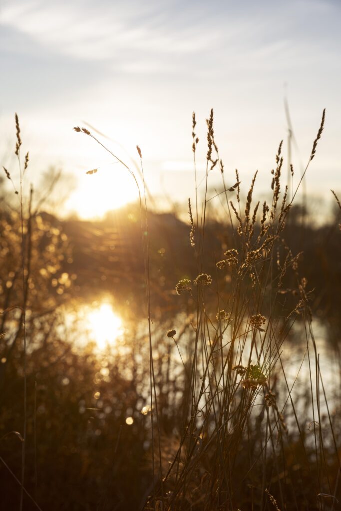 Sonnenaufgang über einem See mit Gräsern im Vordergrund, die im goldenen Morgenlicht leuchten.